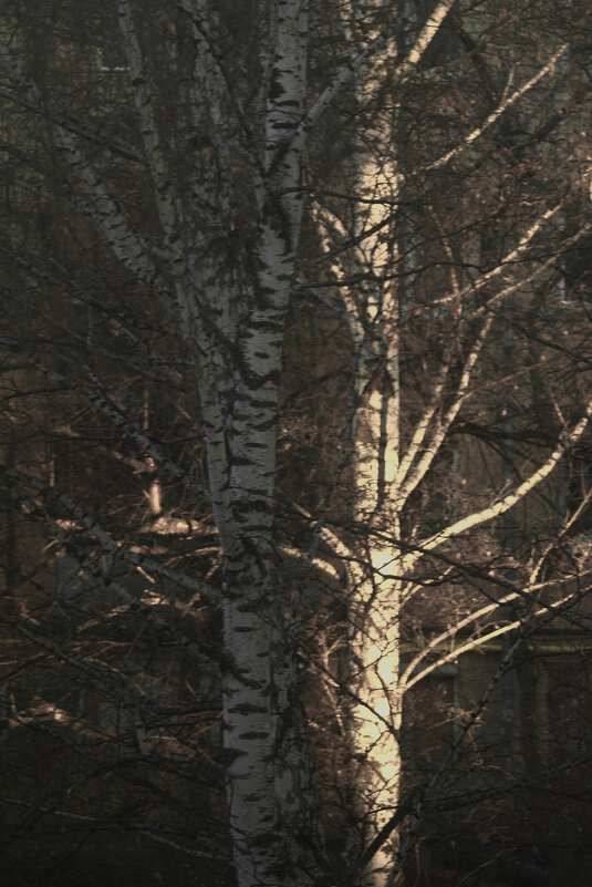 *** - Сергей Сергеев