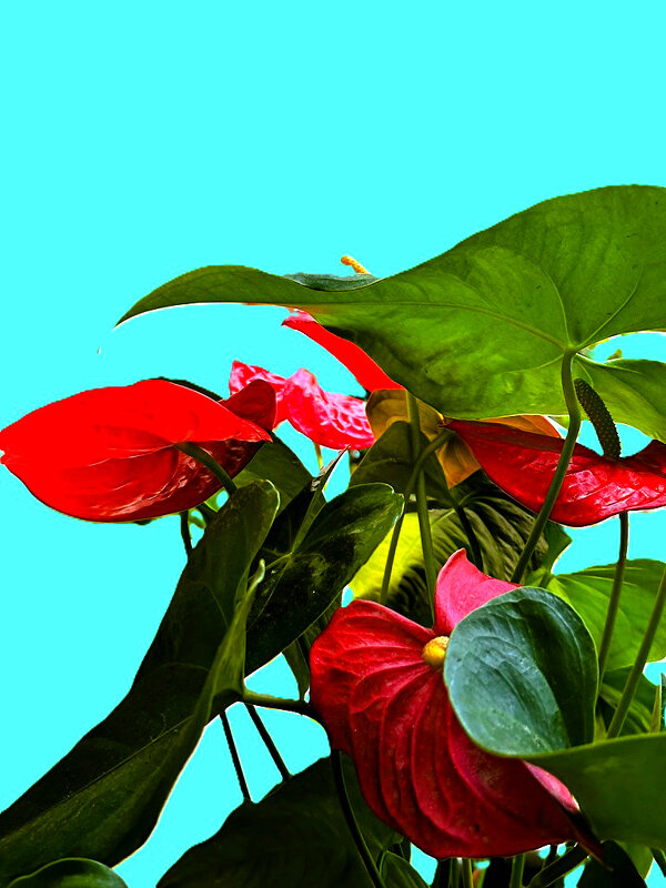 АНТУРИУМ  (Мужское  счастье) - Анатолий Малобродский