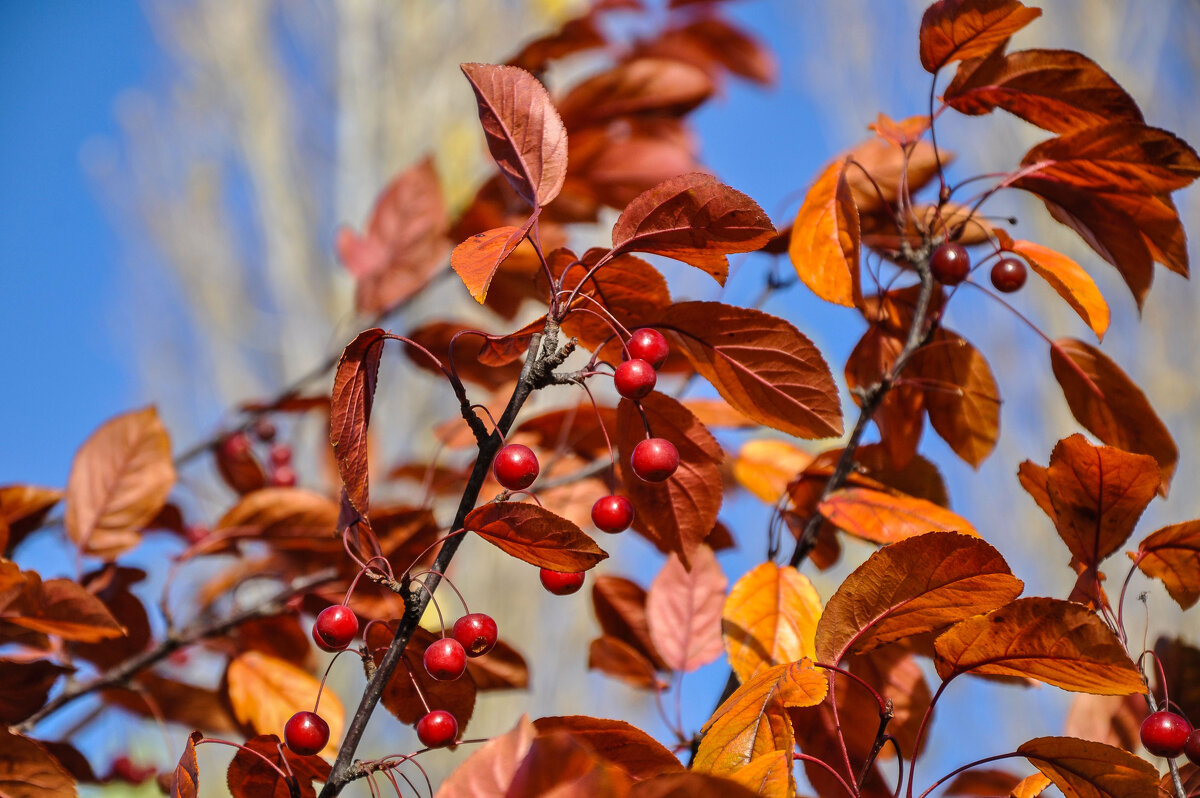 Декоративная яблоня в ноябре - Татьяна Машошина Декоративная яблоня в ноябре - Татьяна Машошина