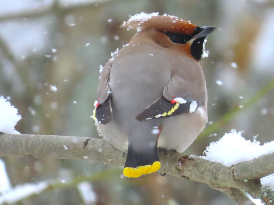 Заметает... - Ольга Митрофанова