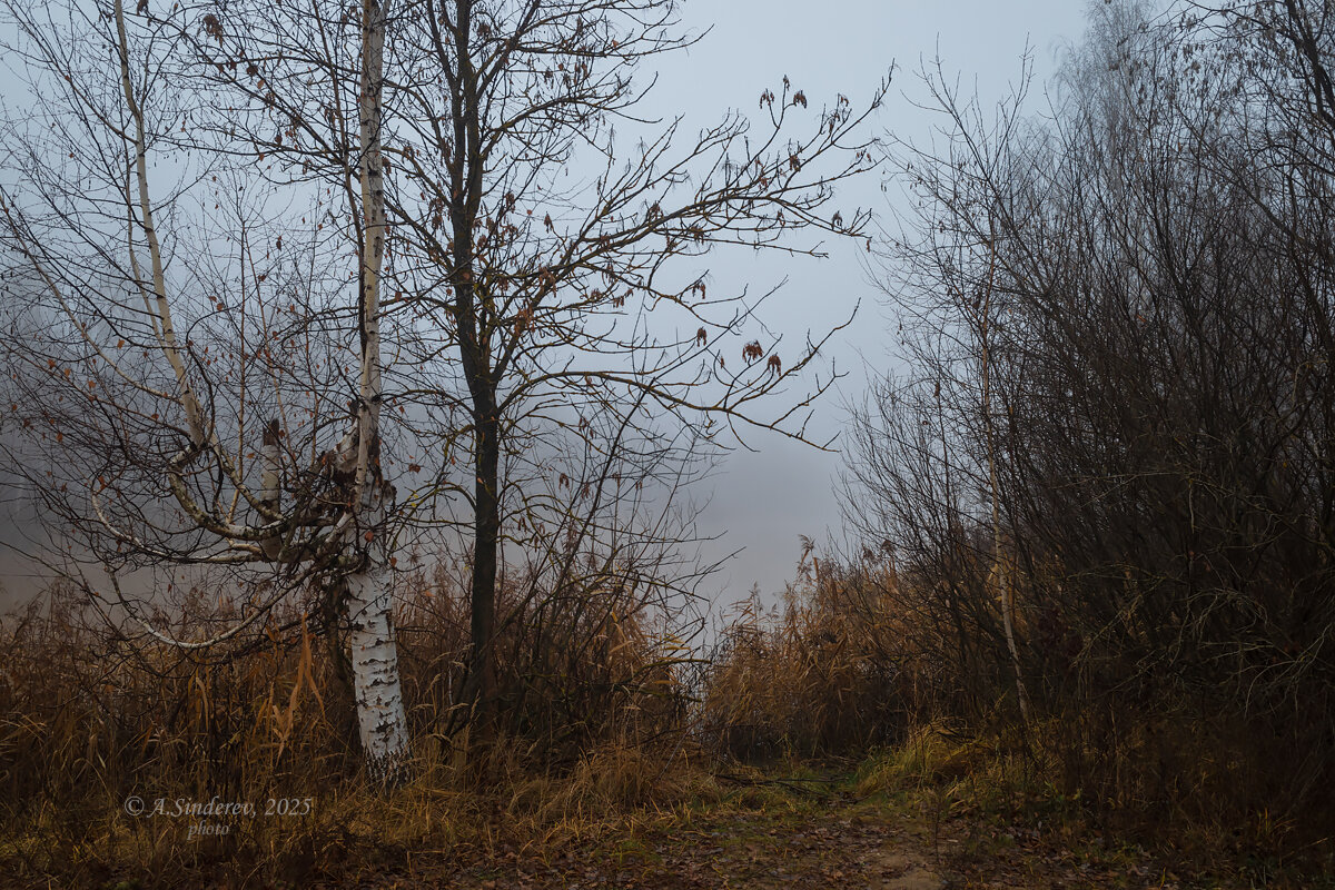 Туманный день - Александр Синдерёв