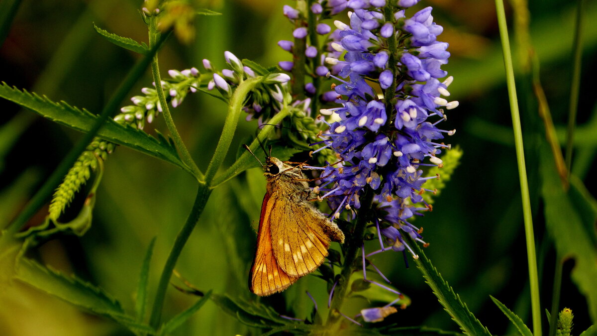 опять про бабочек...33 - Александр Прокудин