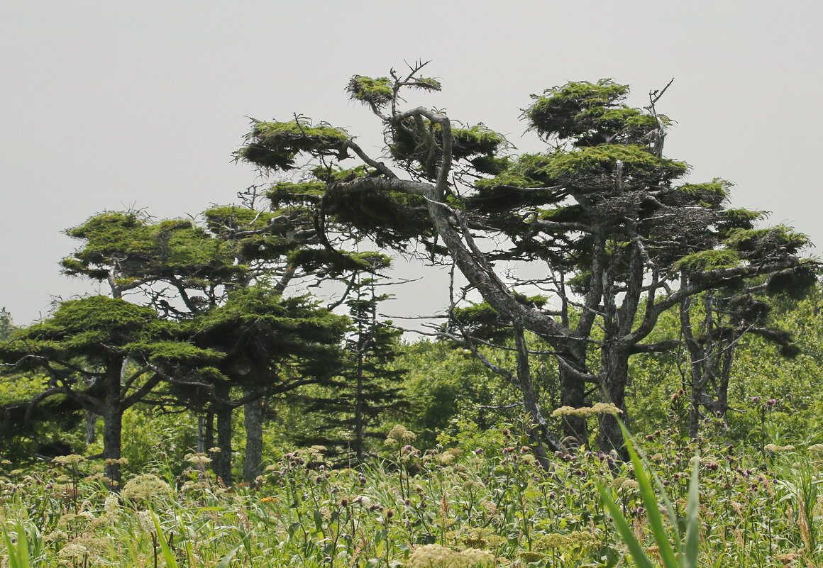 Лиственница курильская. - Ирина Нафаня Лиственница курильская. - Ирина Нафаня