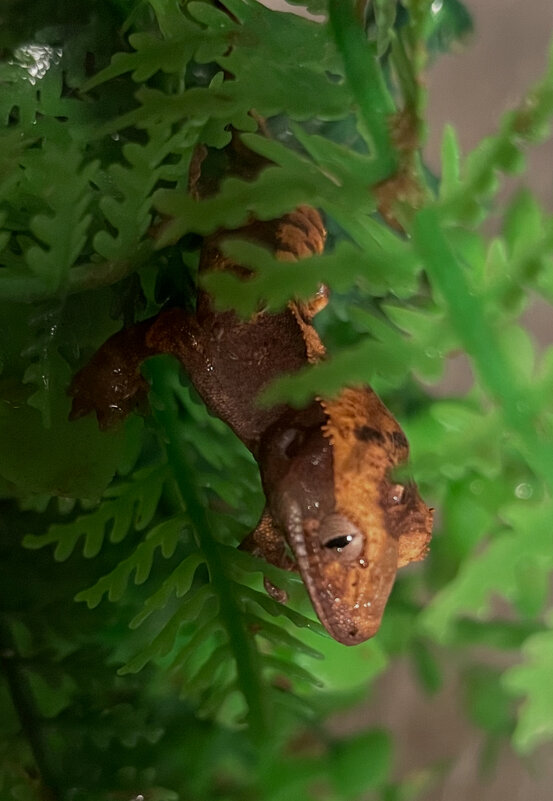 Дракоша - Ален Янн 