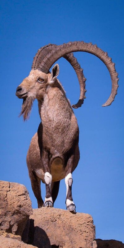 Король Гор ! - Валерий Кокорев