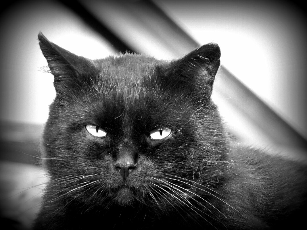 Жил на свете чёрный кот. - nadyasilyuk Вознюк Жил на свете чёрный кот. - nadyasilyuk Вознюк