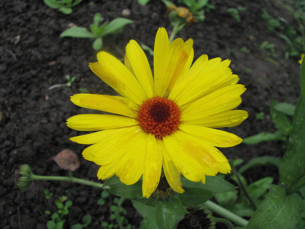 Нежная красавица - Людмила Смородинская