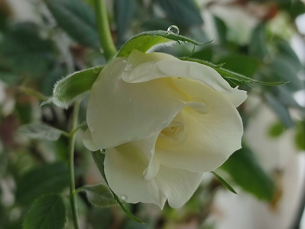 На окне сегодня - Валентина Богатко 