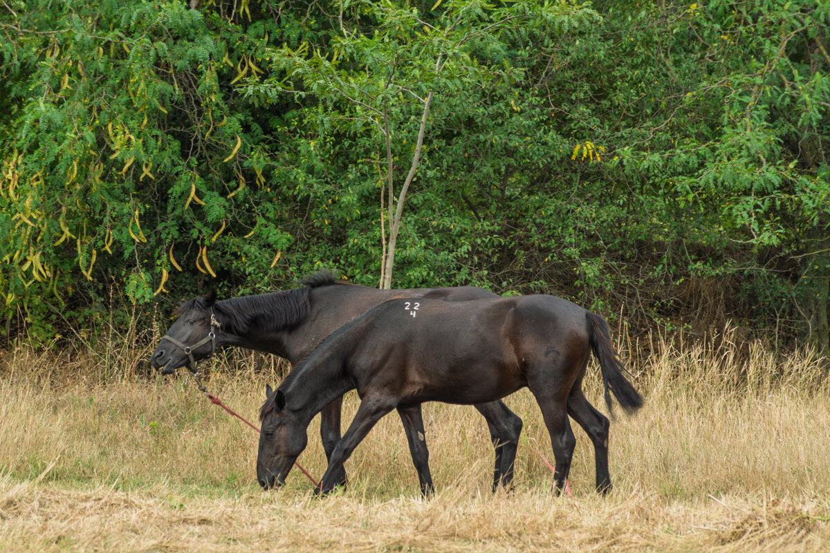 Помеченные лошади - Игорь Сикорский