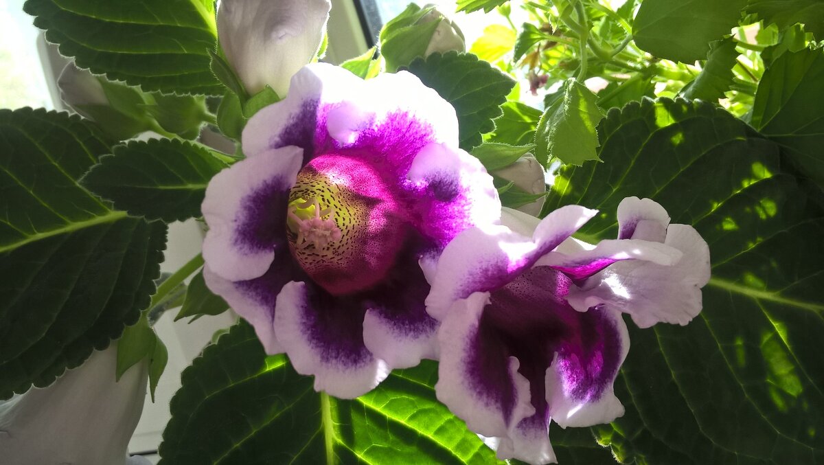 Глоксиния - Елена Семигина