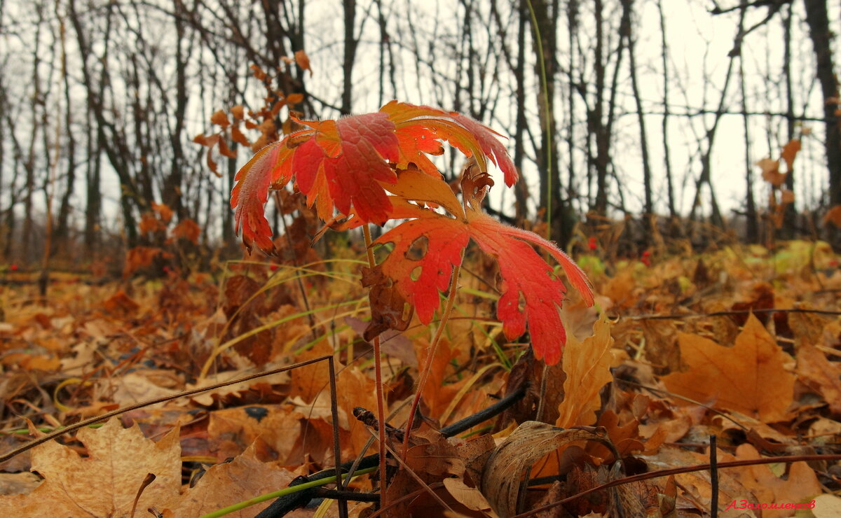 Так уходил октябрь... - Андрей Заломленков