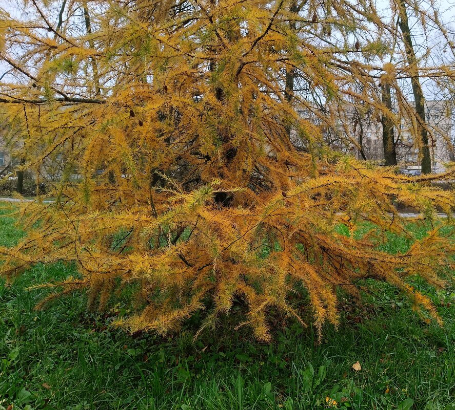 Ноябрь в жёлтых красках - Мария Васильева