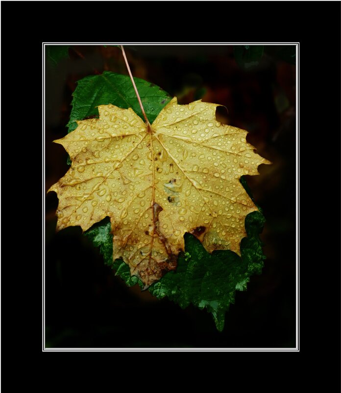 ЭТЮД... - Elvira E. 