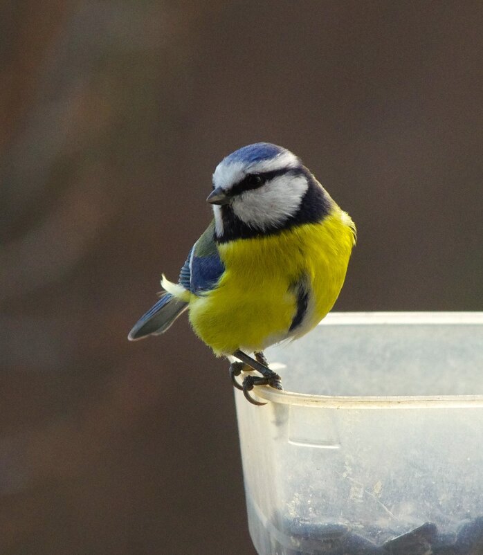 Малютка-красотуля ! - Юрий Куликов