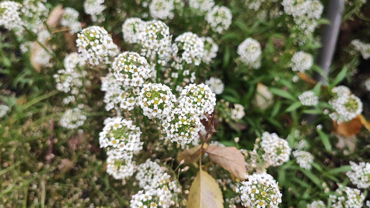 ,,, - Сергей Тимоновский