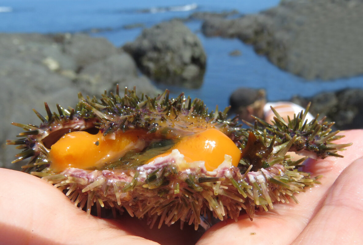 Икра морских ежей - ИРЭН@ .