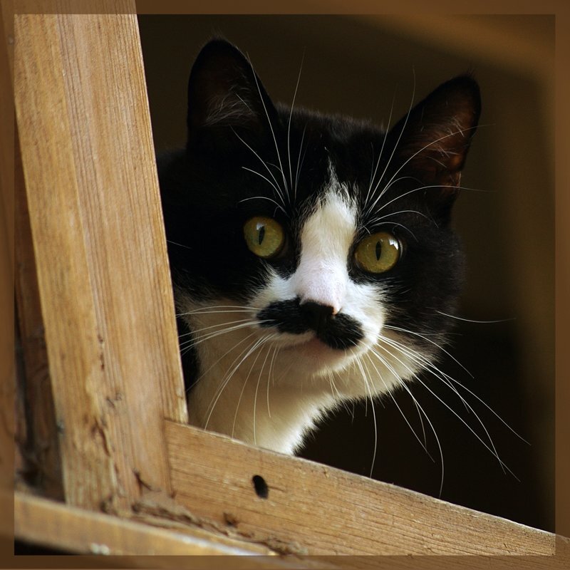 Мой сосед по дому чёрный с белым кот - Евгений 