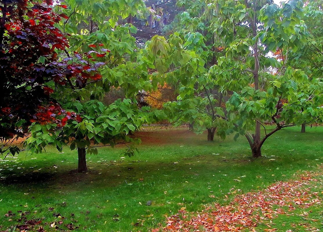 .... та самая катальпа, kt не сдаётся осени.. - galalog galalog