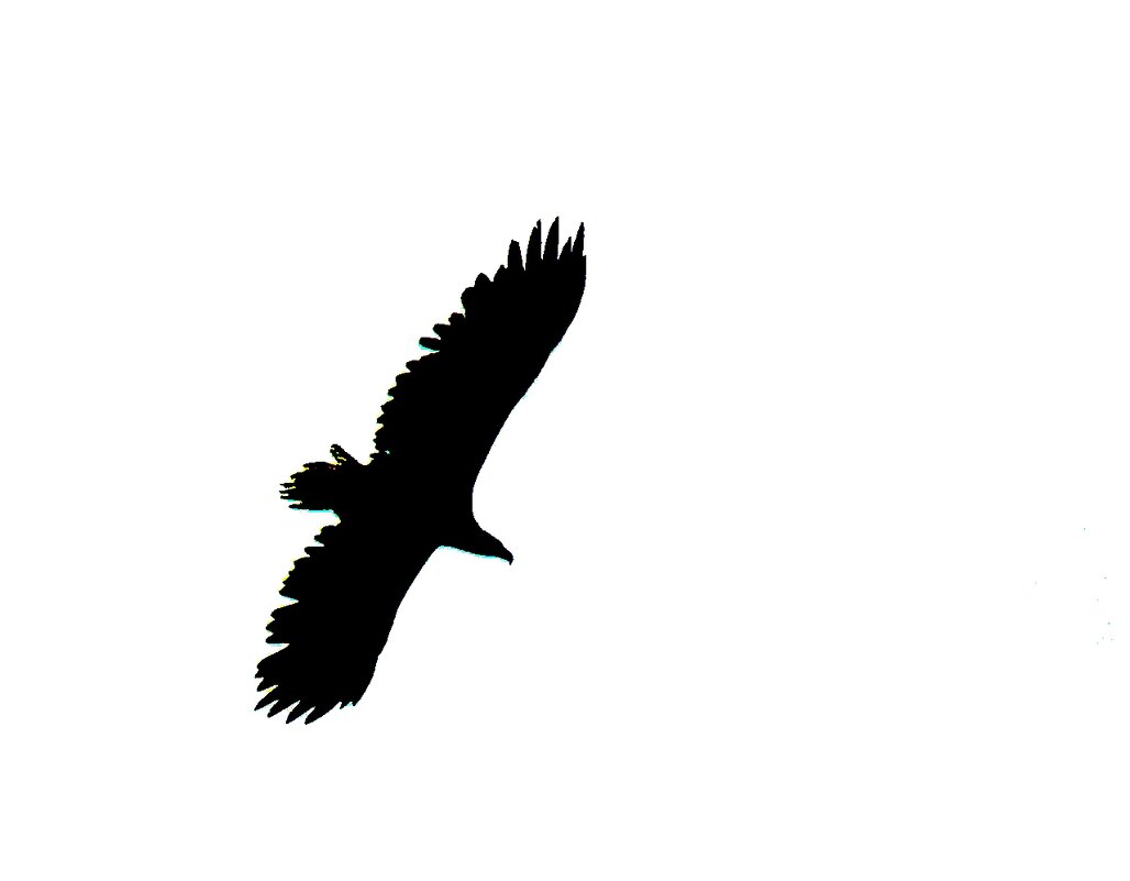 орлан белохвост - gawrilа - dan