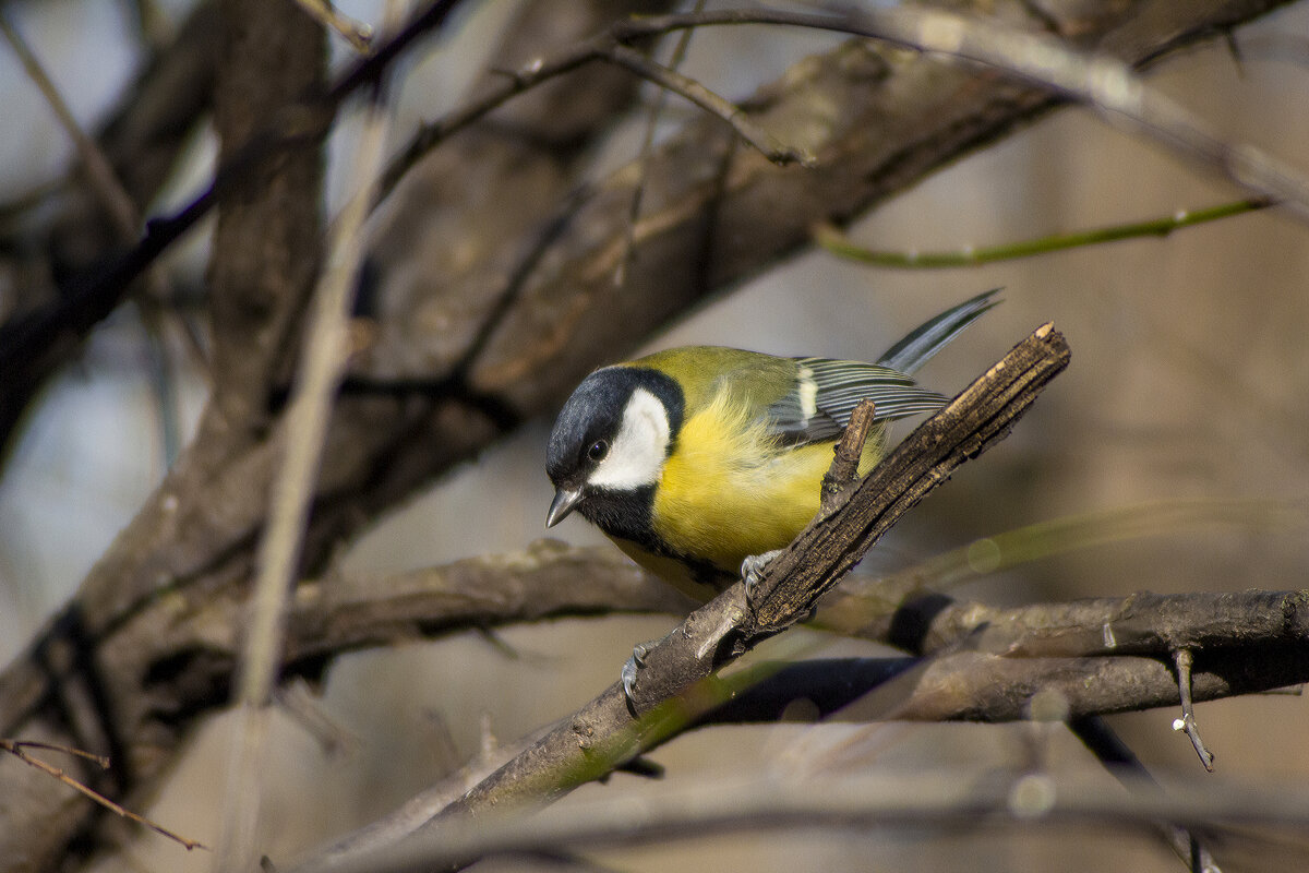 Синица. - Александр 
