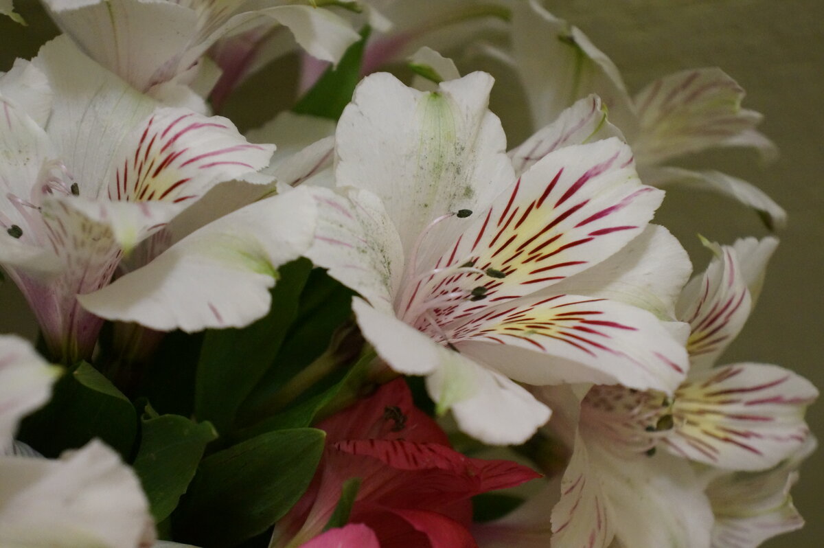 Альстромерия.... - Алёна Савина