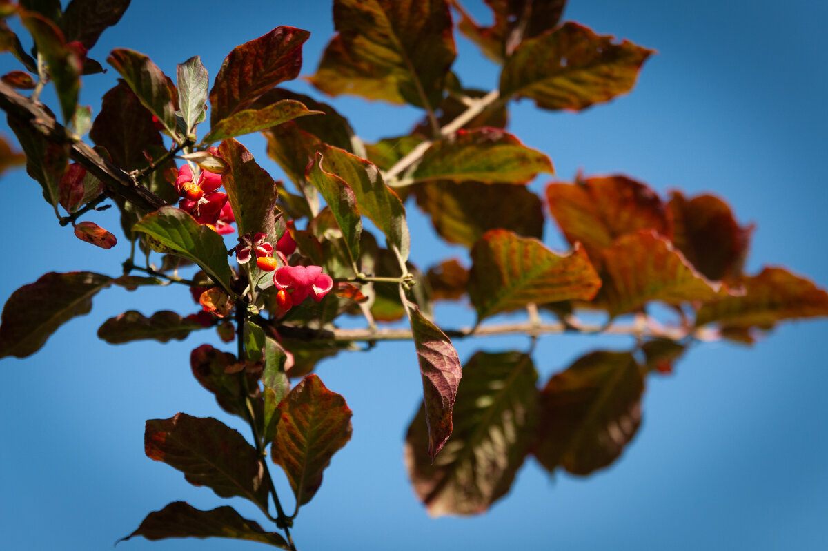 Томский ботсад - Prinz Eugen 