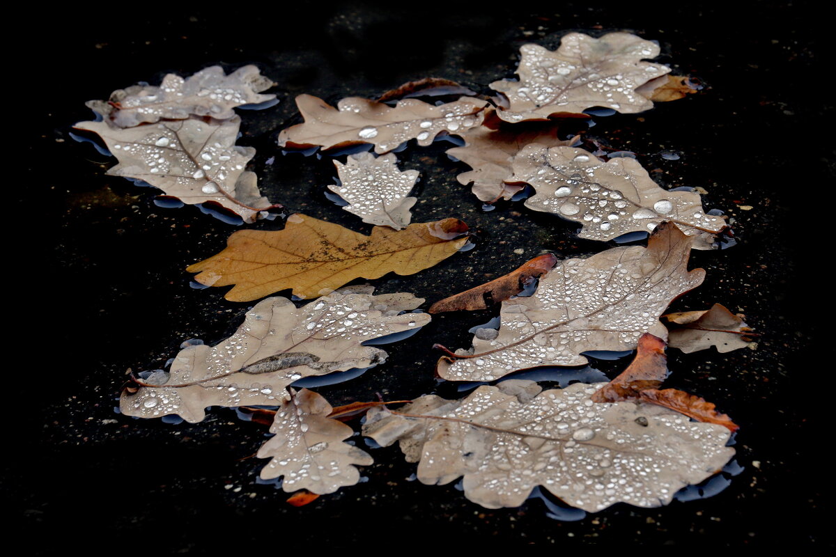 13 ноября - Михаил Бибичков