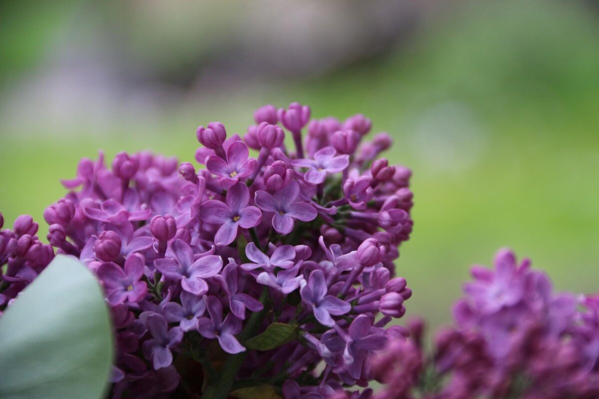 Сирень - Екатерина Леш