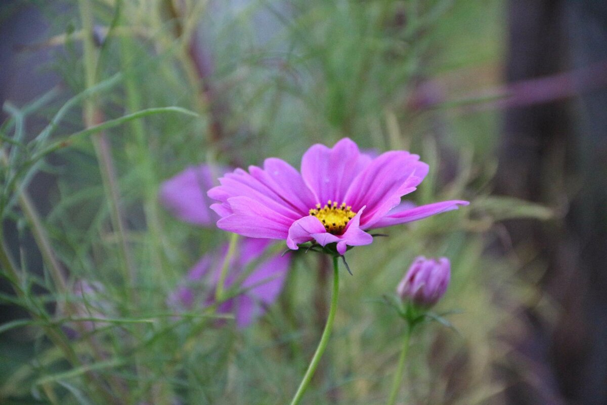Лето - Екатерина Леш