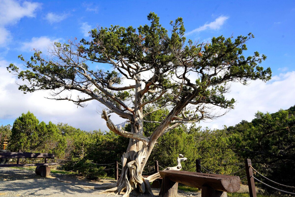 Можжевельник - Татьяна Тюменка