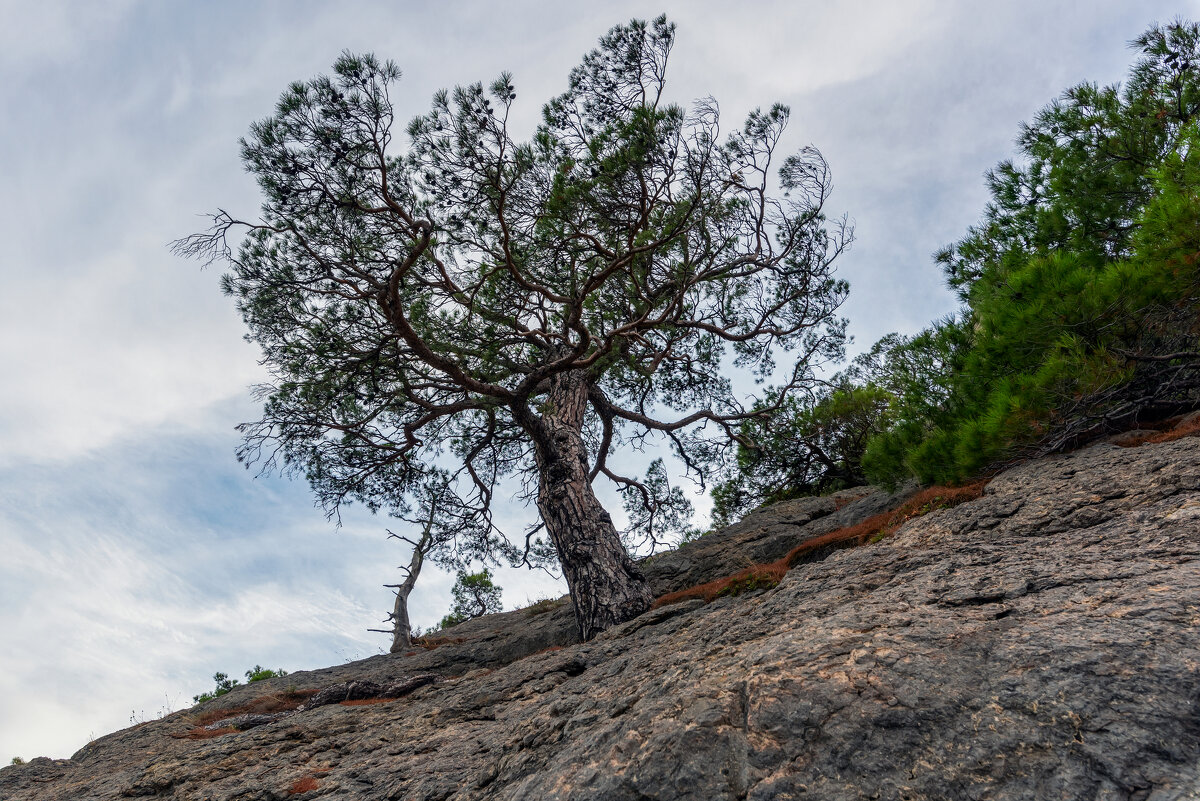 ** - Виталий Емельянов