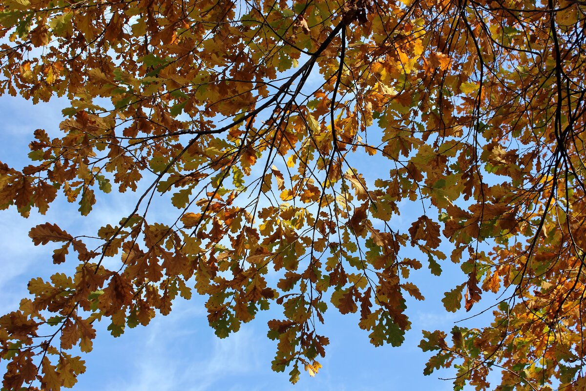 Осенний разговор - Владимир Соколов (svladmir)