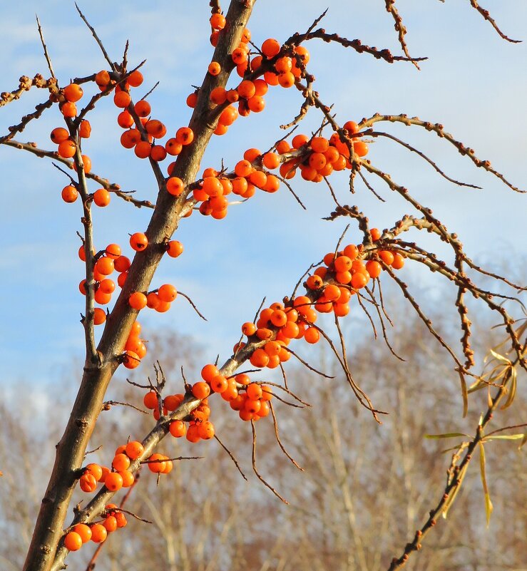 Куст облепихи - Андрей Снегерёв Куст облепихи - Андрей Снегерёв
