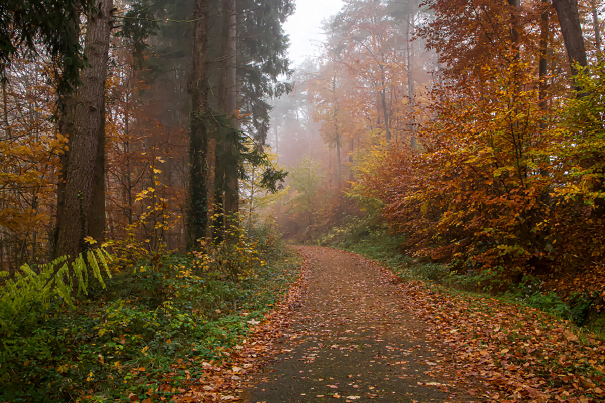 Туманное утро. - Lucy Schneider 