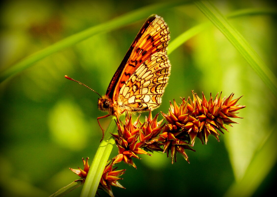 опять про бабочек...39 - Александр Прокудин