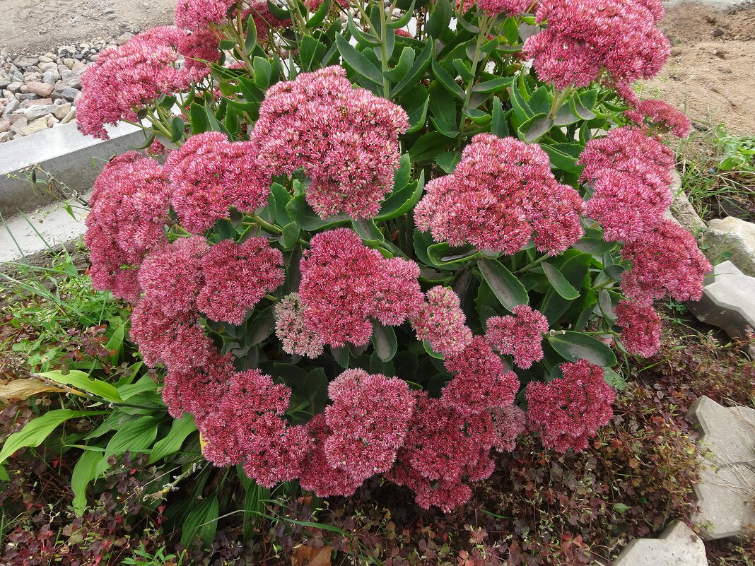 Очиток - Лидия Бусурина