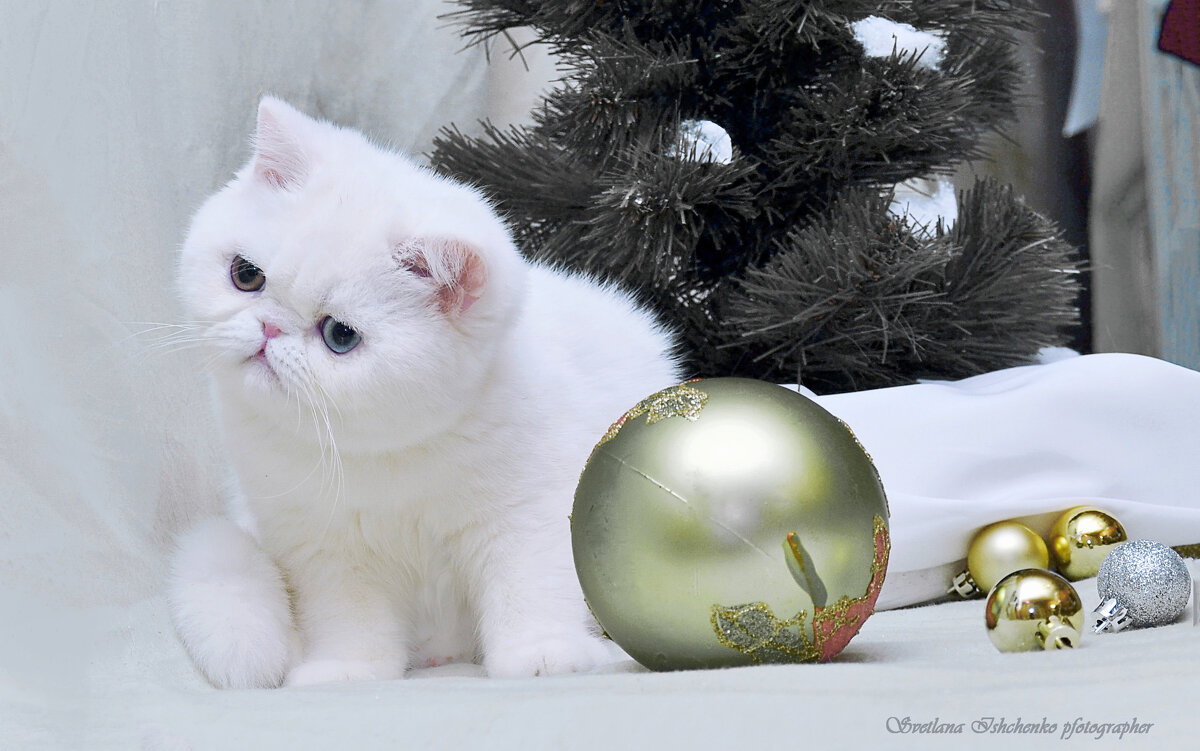 Маленький экзот - "медвежий" шарм. - Светлана Ищенко