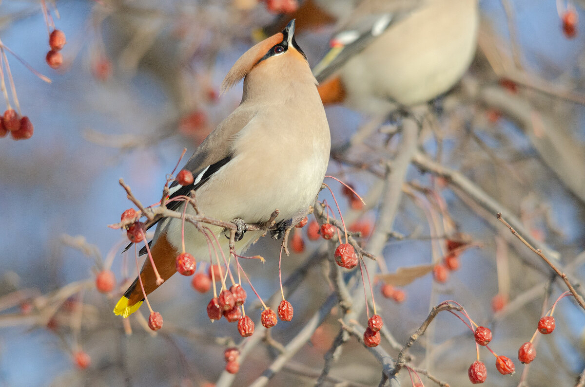 Свиристель - Виктор Иванович Чернюк