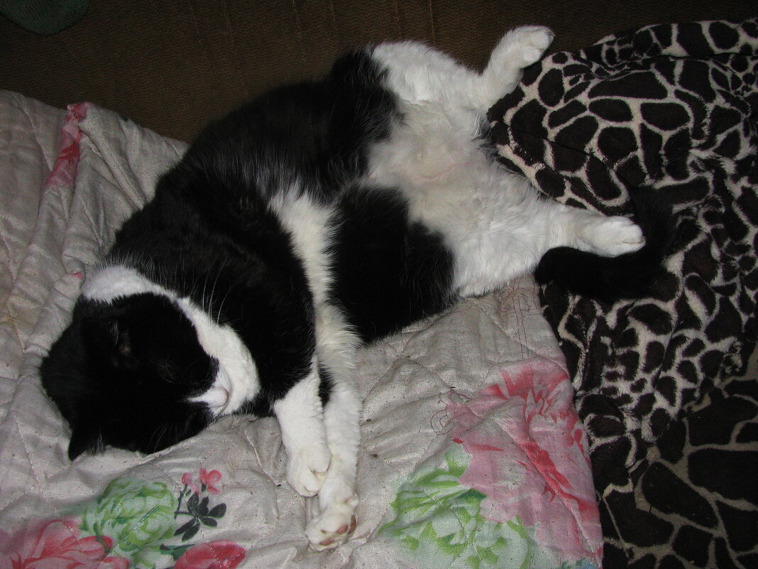 Как хочу, так и сплю - Людмила Смородинская