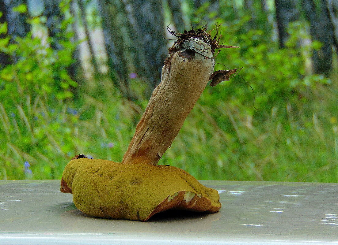 Старость-не радость. - nadyasilyuk Вознюк Старость-не радость. - nadyasilyuk Вознюк