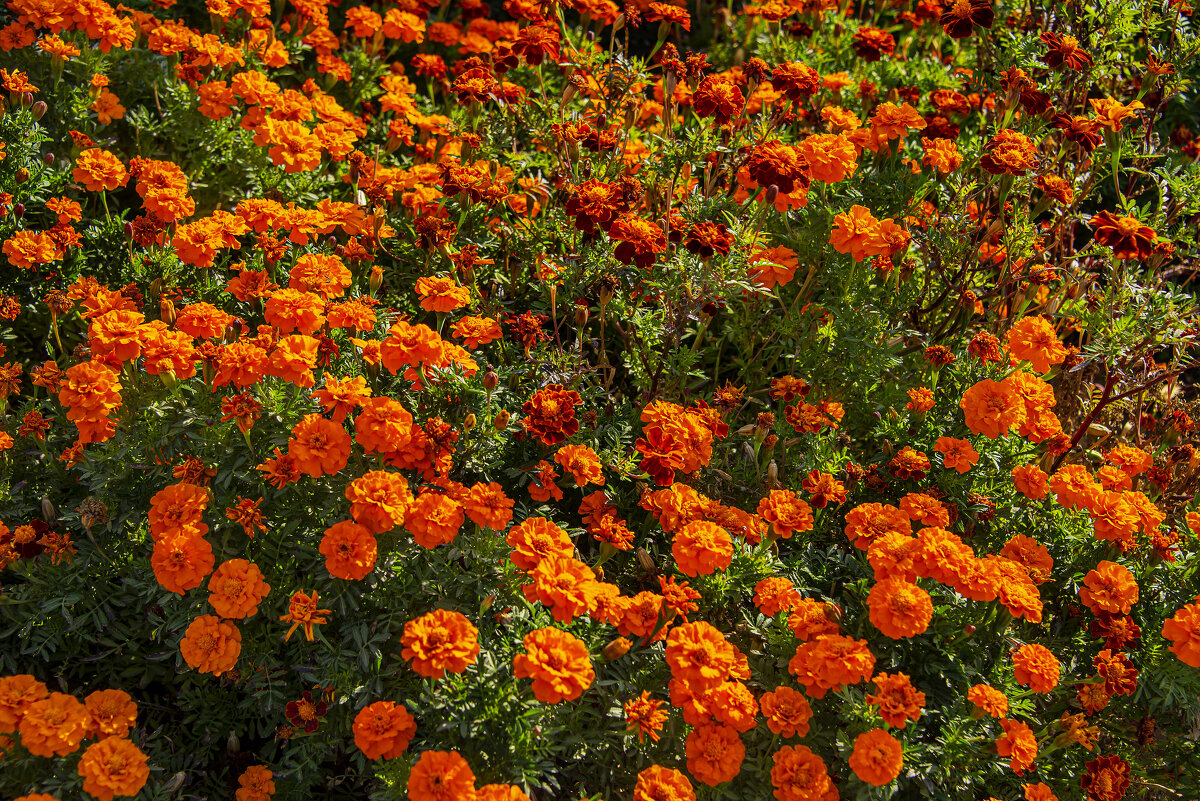 Бархатцы - Анатолий Чикчирный