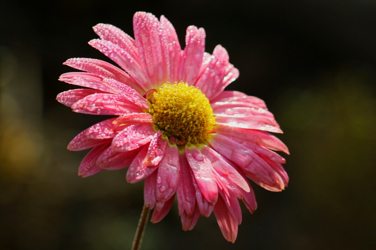 Доброе утро - Юрий. Шмаков