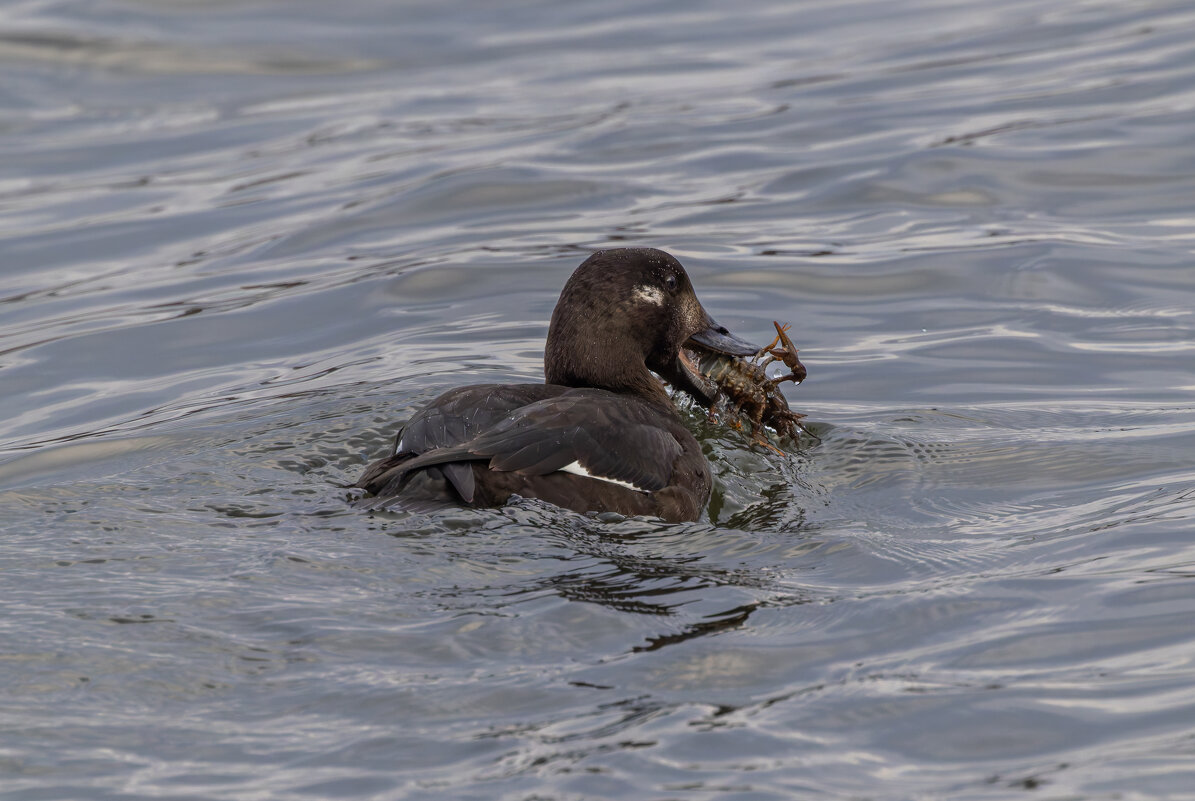 турпан - юрий макаров