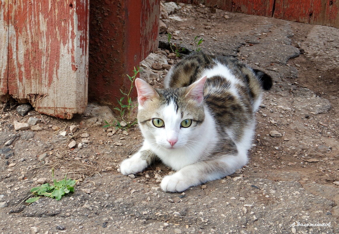 Товарищ фотограф, а когда же зима будет? :-) - Андрей Заломленков