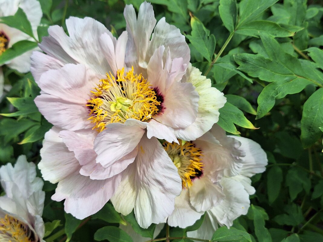 Древовидный пион - Наталья 