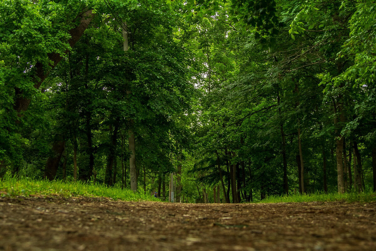 роща - Ольга Косачова