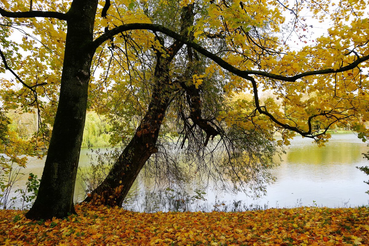 Картинки осени - Рита Симонова
