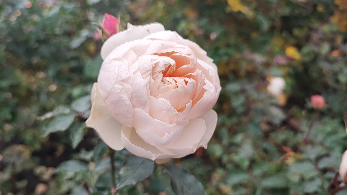 ,,, - Сергей Тимоновский ,,, - Сергей Тимоновский