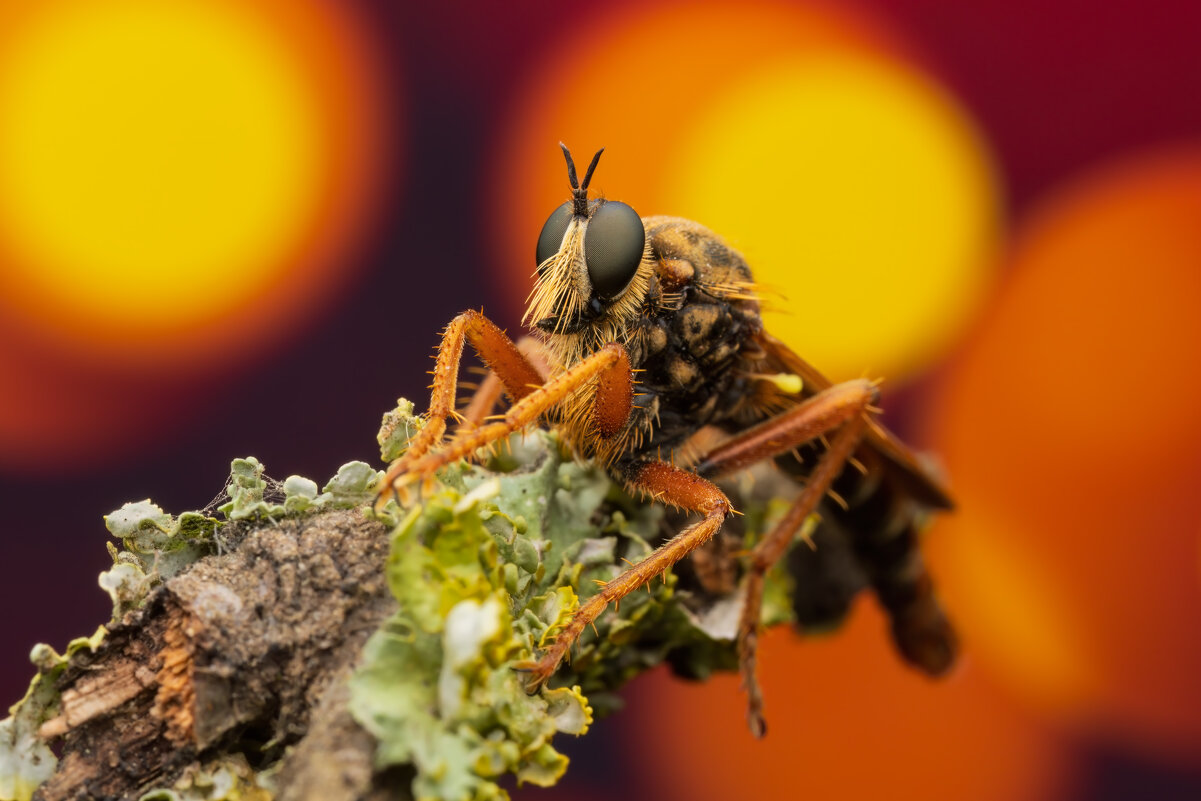 *** - Евгений Фруман