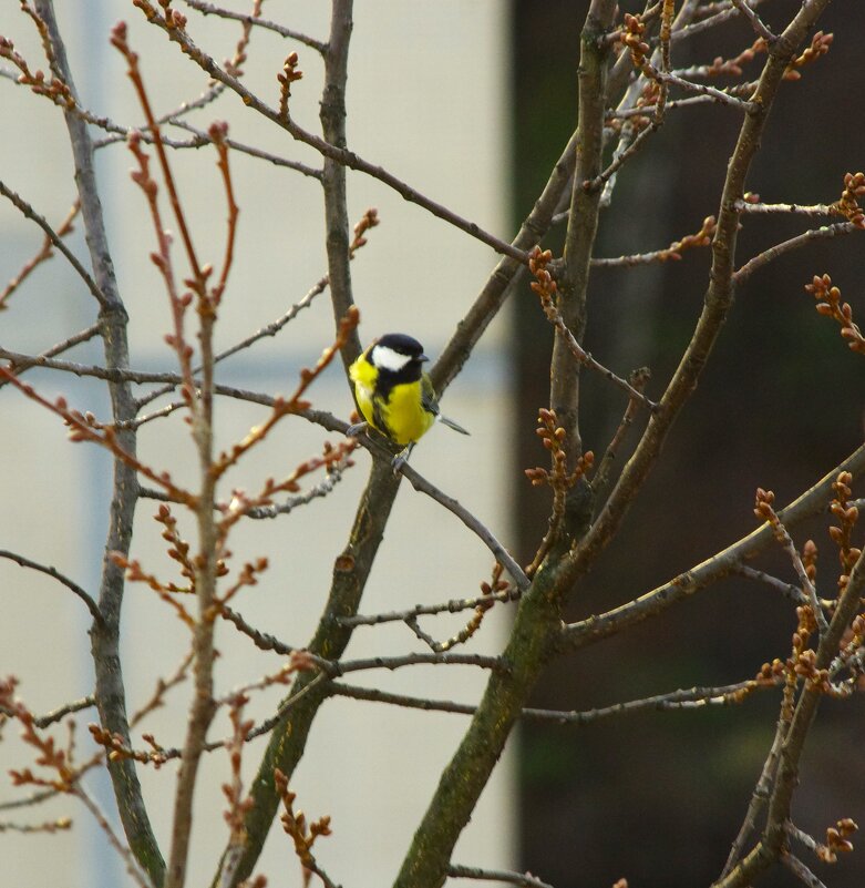 И, сразу кончилось "ясно"... - Юрий Куликов И, сразу кончилось "ясно"... - Юрий Куликов